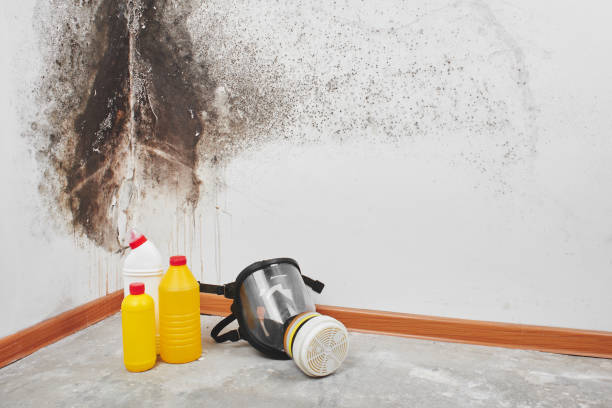 Home Mold Removal in Durand, MI