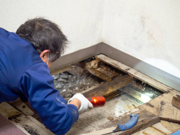 Durand, MI Mold Removal Company