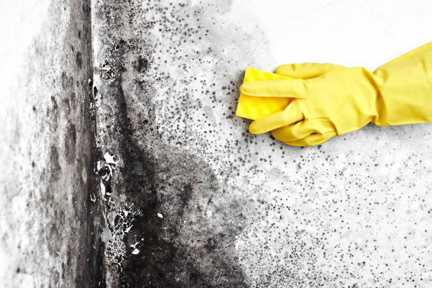 Best Black Mold Removal  in Durand, MI
