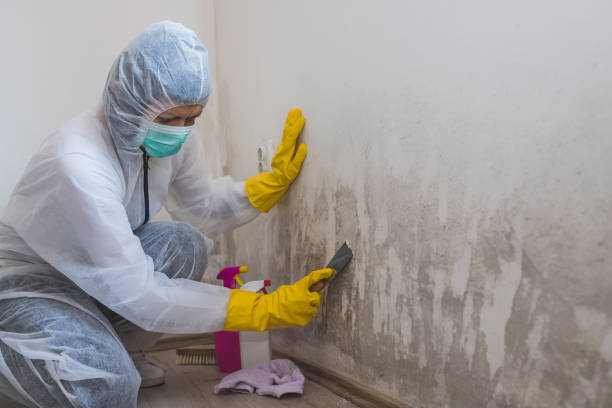 Best Black Mold Removal  in Durand, MI