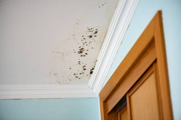 Mold Testing and Removal in Durand, MI