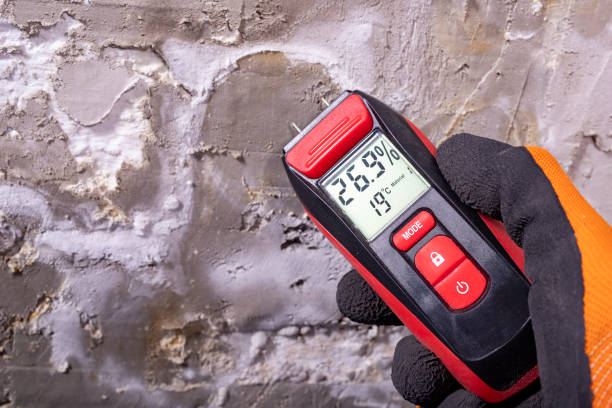 Best Home Mold Removal  in Durand, MI