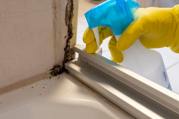 Best Office Mold Removal Services  in Durand, MI