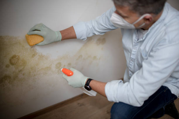 Best Home Mold Removal  in Durand, MI