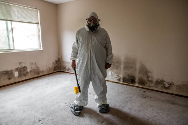 Best Toxic Mold Removal  in Durand, MI