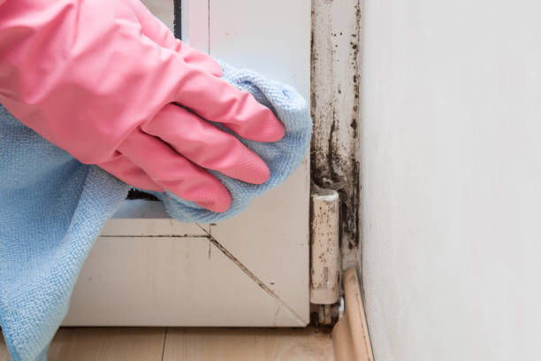 Best Home Mold Removal  in Durand, MI